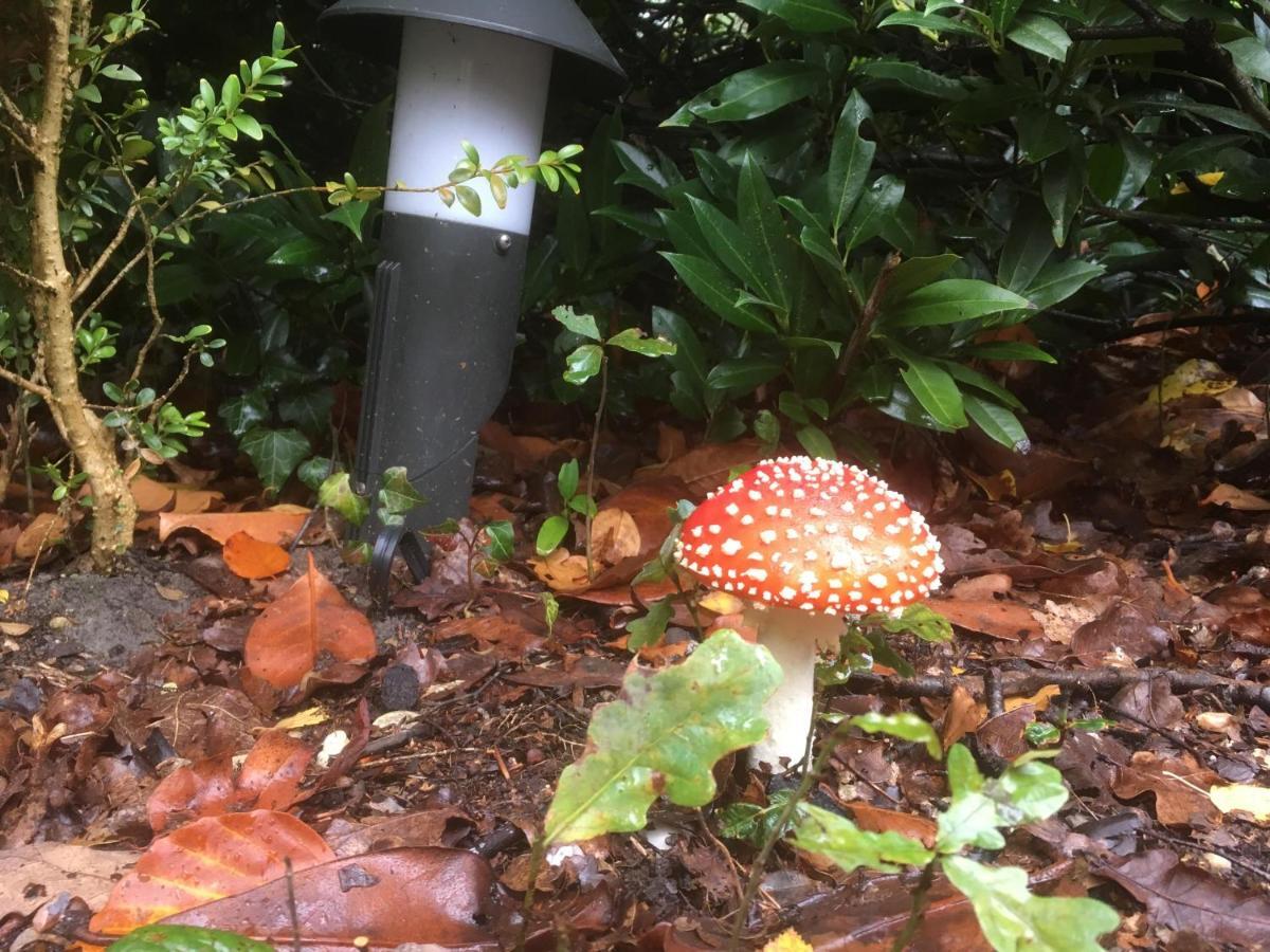 Cedar Cottage Veluwe Ermelo Εξωτερικό φωτογραφία
